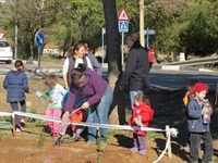 Plantació AMPA Baladre