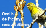 fotogaleria_ocells_de_picanya