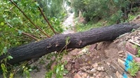 Arbre caigut a la baixada al barranc