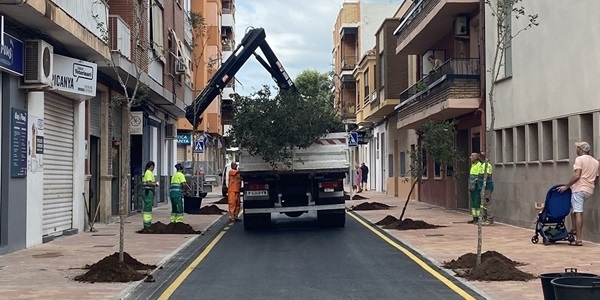 Els arbres arriben al carrer Senyera